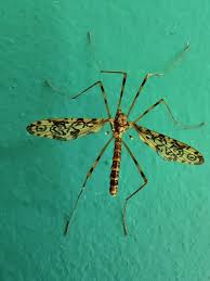 Attēlu rezultāti vaicājumam “Epiphragma ocellare”