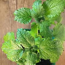 Attēlu rezultāti vaicājumam “Melissa officinalis”