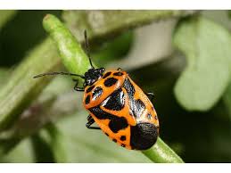 Attēlu rezultāti vaicājumam “Eurydema dominulus”