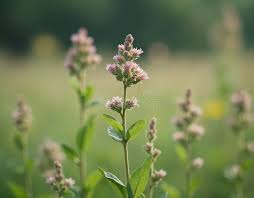 Attēlu rezultāti vaicājumam “Atriplex patula fruit”