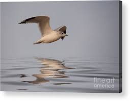 Attēlu rezultāti vaicājumam “Larus canus”