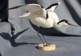 Image result for Recurvirostra avosetta