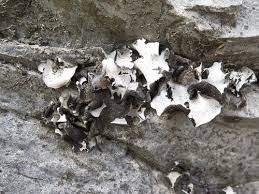 Attēlu rezultāti vaicājumam “Verrucaria hydrela”