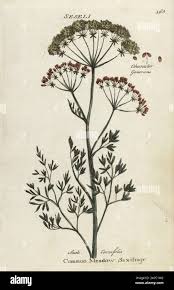 Attēlu rezultāti vaicājumam “Selinum carvifolia leaf”