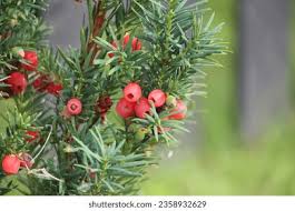 Attēlu rezultāti vaicājumam “Taxus wallichiana”