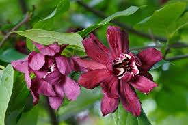 Attēlu rezultāti vaicājumam “Calycanthus floridus”