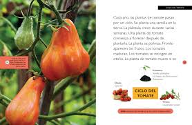 Image result for Tomate