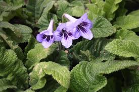Image result for Streptocarpus