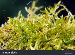 Attēlu rezultāti vaicājumam “Eurhynchium praelongum”