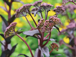 Attēlu rezultāti vaicājumam “Hylotelephium maximum flower”