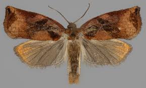 Attēlu rezultāti vaicājumam “Archips podana”