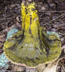 Attēlu rezultāti vaicājumam “Hypomyces armeniacus”