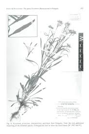 Attēlu rezultāti vaicājumam “Erysimum hieracifolium fruit”