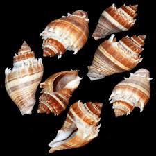 Image result for Melongena corona