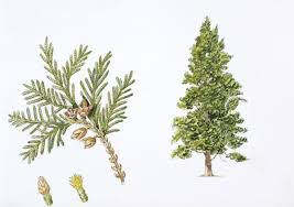 Attēlu rezultāti vaicājumam “Thuja occidentalis leaf”