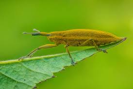 Attēlu rezultāti vaicājumam “Lixus iridis”