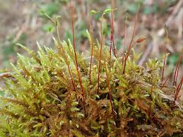 Attēlu rezultāti vaicājumam “Cratoneuron filicinum”