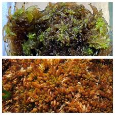 Attēlu rezultāti vaicājumam “Sphagnum austinii”