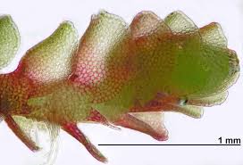 Attēlu rezultāti vaicājumam “Nardia scalaris cells”