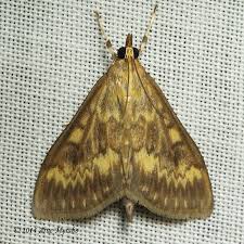 Attēlu rezultāti vaicājumam “Ostrinia nubilalis”