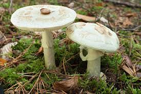 Attēlu rezultāti vaicājumam “Amanita citrina”