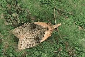 Attēlu rezultāti vaicājumam “Capua vulgana”