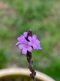 Image result for Verbena officinalis