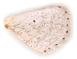 Attēlu rezultāti vaicājumam “Idaea sylvestraria”