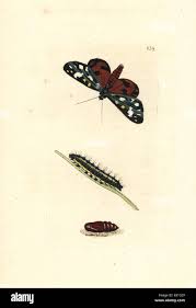 Attēlu rezultāti vaicājumam “Callimorpha dominula imago”