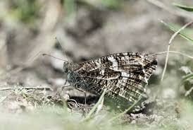 Attēlu rezultāti vaicājumam “Hipparchia semele underside”