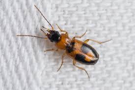 Attēlu rezultāti vaicājumam “Badister bullatus”