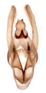 Attēlu rezultāti vaicājumam “Idaea muricata”