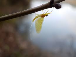 Attēlu rezultāti vaicājumam “Heptagenia sulphurea female”