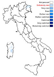 Attēlu rezultāti vaicājumam “Arthonia leucopellaea”