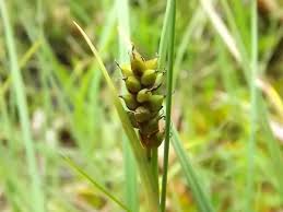 Attēlu rezultāti vaicājumam “Carex panicea fruit”