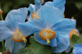 Image result for Meconopsis betonicifolia