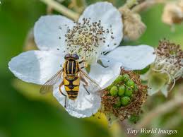 Attēlu rezultāti vaicājumam “Helophilus hybridus”