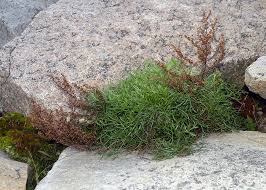 Image result for Artemisia caudata