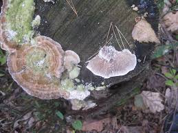 Attēlu rezultāti vaicājumam “Lenzites betulina”