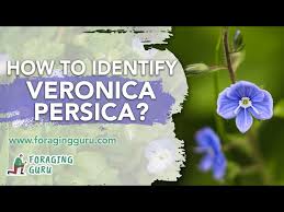 Attēlu rezultāti vaicājumam “Veronica persica”