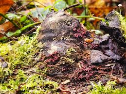 Attēlu rezultāti vaicājumam “Amaurochaete fusiformis spores”