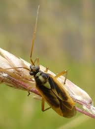 Attēlu rezultāti vaicājumam “Stenotus binotatus male”