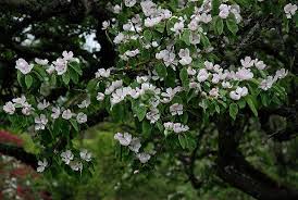 Attēlu rezultāti vaicājumam “Cydonia oblonga flower”