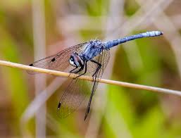 Attēlu rezultāti vaicājumam “Dianema nivale macro”