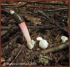 Attēlu rezultāti vaicājumam “Mutinus ravenelii”