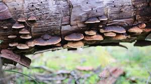 Attēlu rezultāti vaicājumam “Gloeophyllum abietinum”