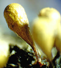 Attēlu rezultāti vaicājumam “Hemitrichia chrysospora macro”