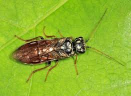 Attēlu rezultāti vaicājumam “Pamphiliidae”