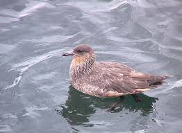 Image result for Stercorarius skua