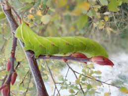 Attēlu rezultāti vaicājumam “Laothoe populi larva”